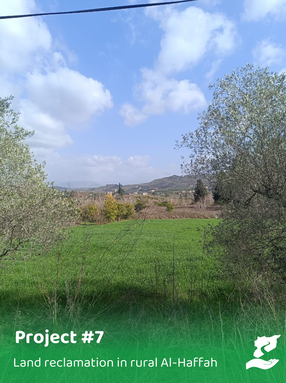 Reclaiming and Cultivating Land in Manjila with Olives and Vine