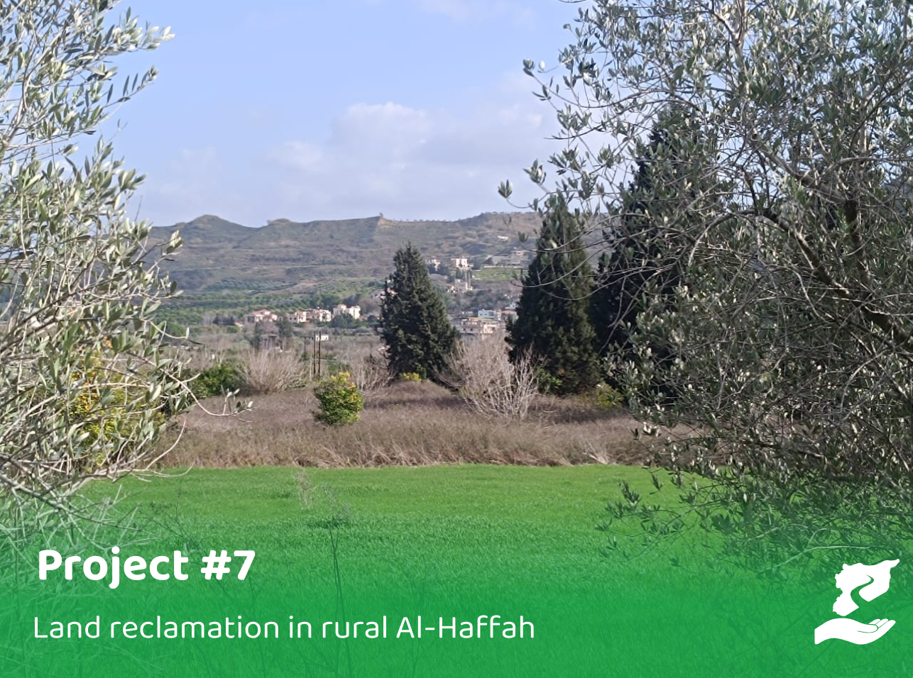 Reclaiming and Cultivating Land in Manjila with Olives and Vine