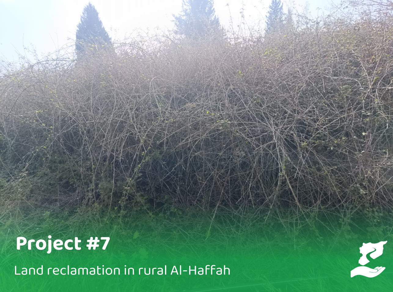 Reclaiming and Cultivating Land in Manjila with Olives and Vine