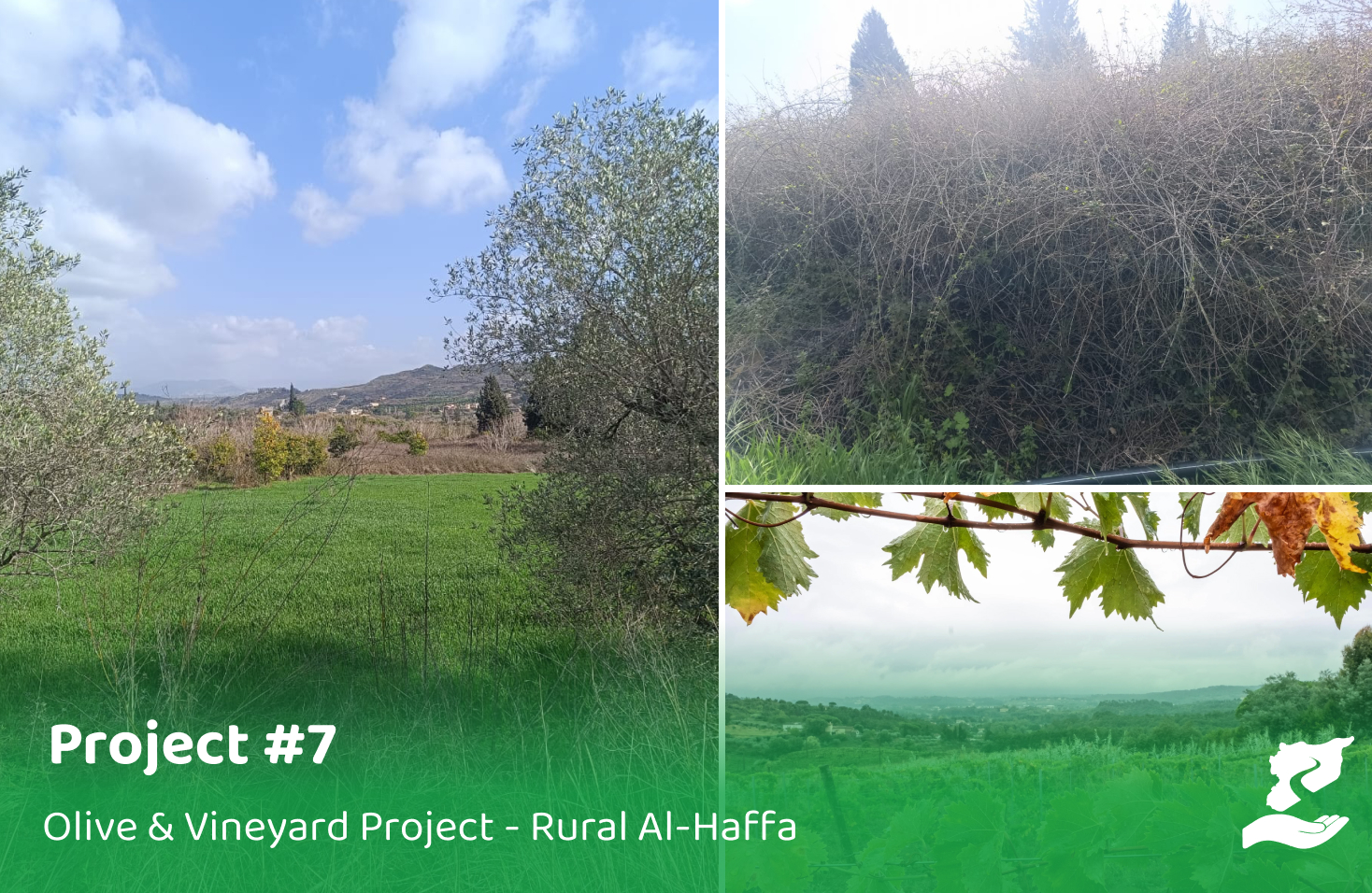 Reclaiming and Cultivating Land in Manjila with Olives and Vine