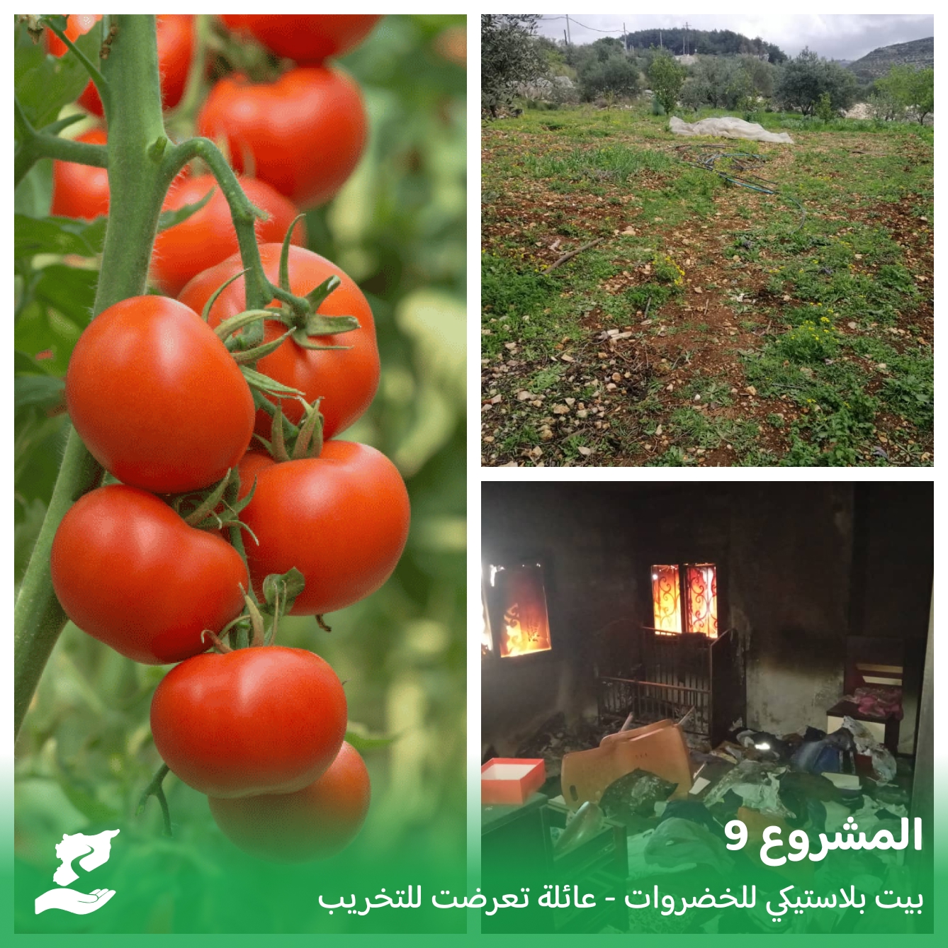 بيت بلاستيكي لزراعة الخضار في بارمايا – بانياس