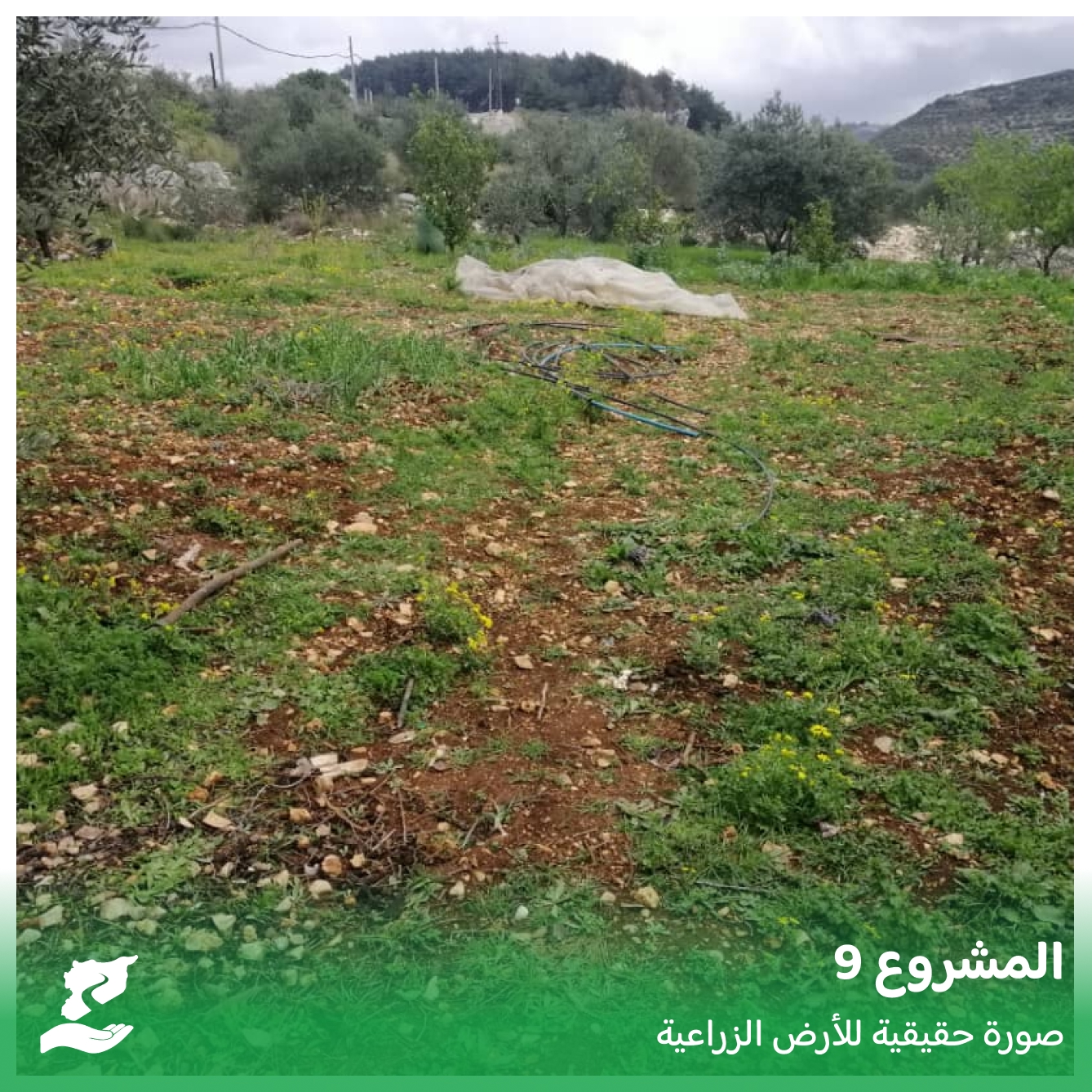 بيت بلاستيكي لزراعة الخضار في بارمايا – بانياس