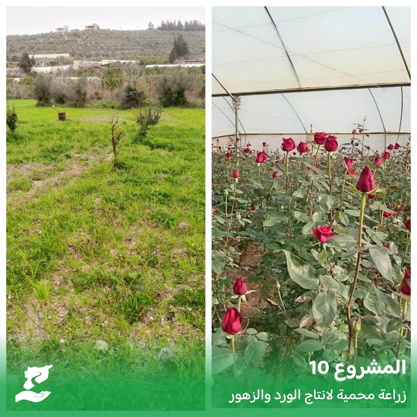 مشتل صغير لإنتاج الورد والزهور في صالة محمية – كفردبيل